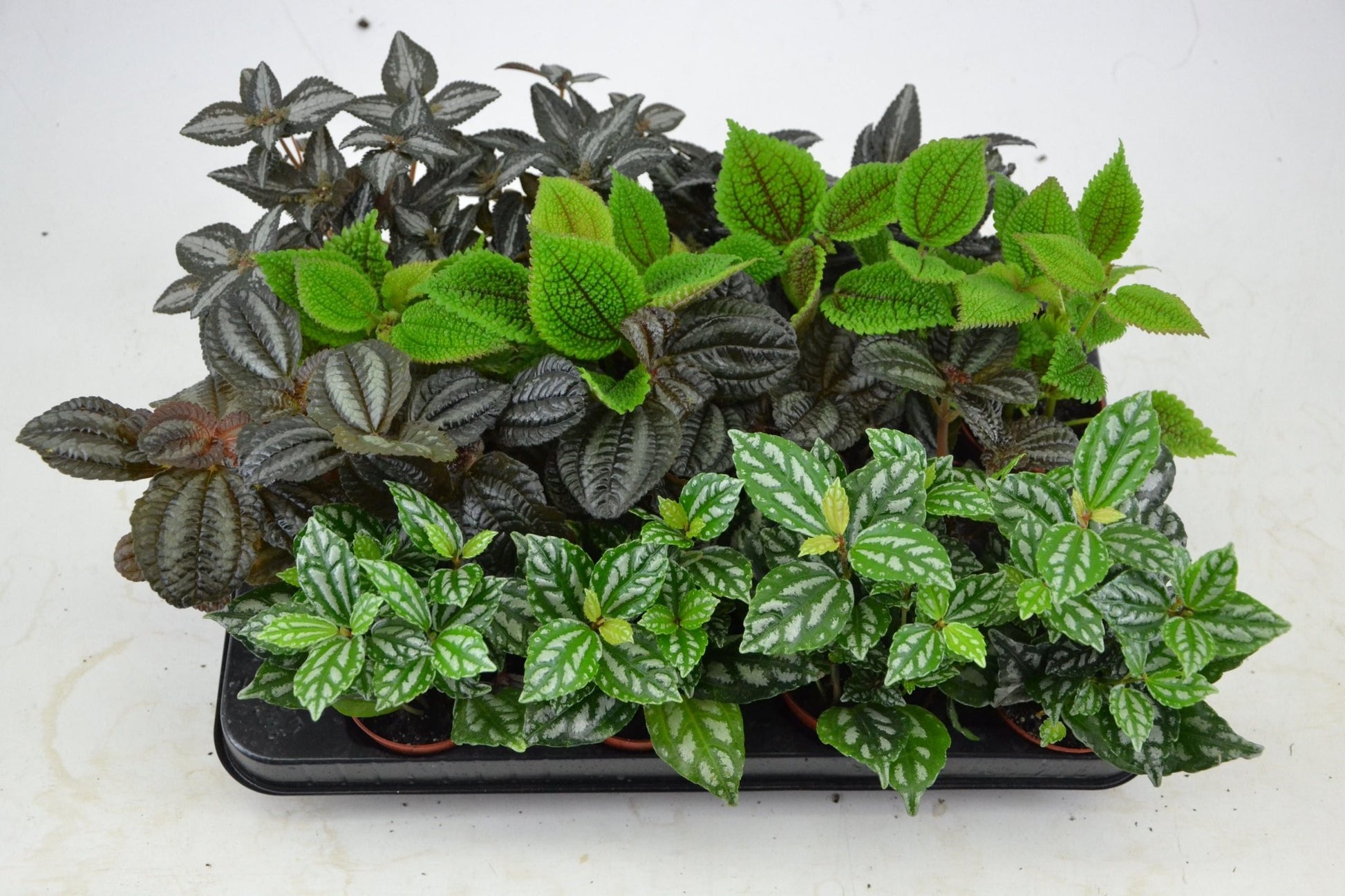 Pilea 6cm Mix - Green Plant The Horti House