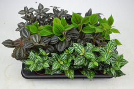 Pilea 6cm Mix - Green Plant The Horti House