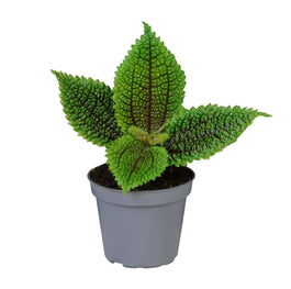 Pilea 6cm Moon Valley - Green Plant The Horti House