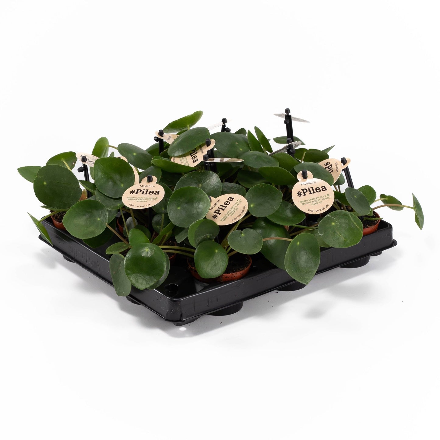 Pilea 6cm Peperomoides - Green Plant The Horti House