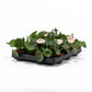 Pilea 6cm Peperomoides - Green Plant The Horti House