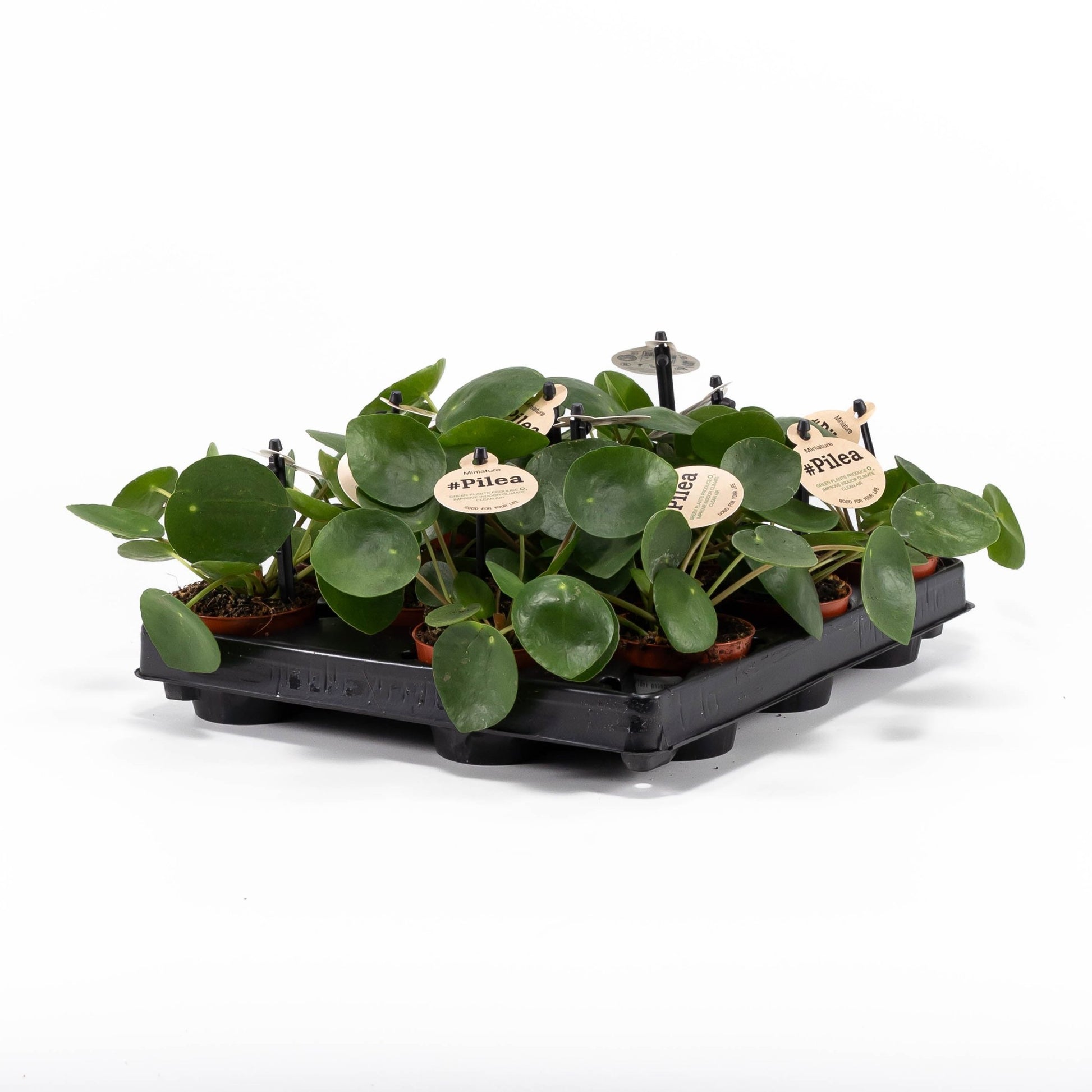 Pilea 6cm Peperomoides - Green Plant The Horti House