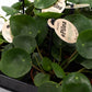Pilea 6cm Peperomoides - Green Plant The Horti House