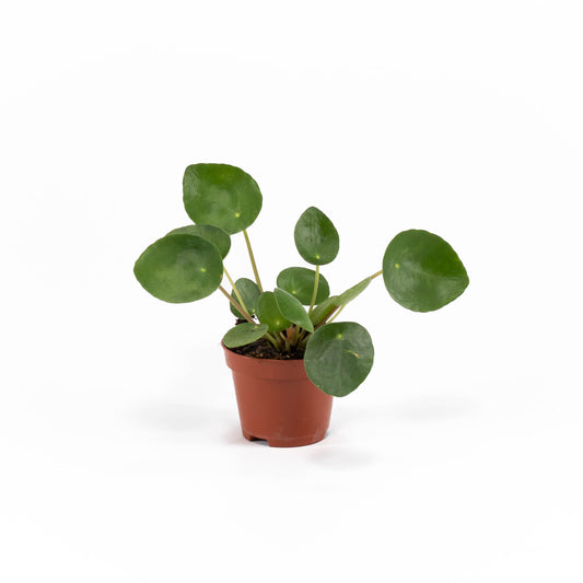 Pilea 6cm Peperomoides - Green Plant The Horti House
