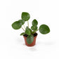 Pilea 6cm Peperomoides - Green Plant The Horti House