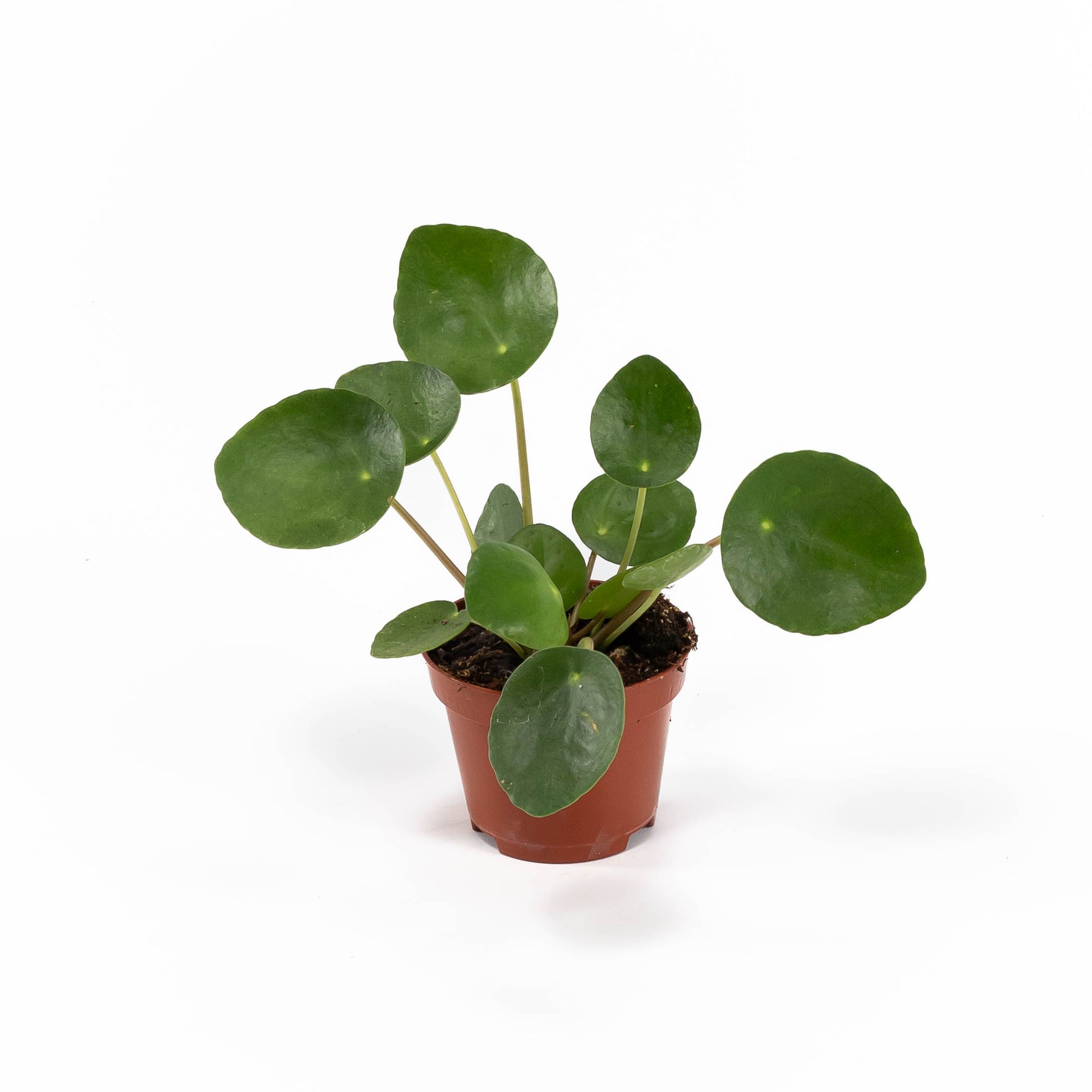 Pilea 6cm Peperomoides - Green Plant The Horti House