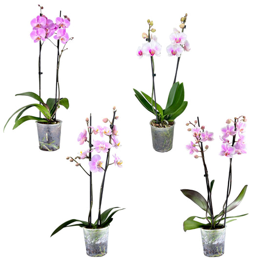 Phalaenopsis 12cm Twin Stem Pink