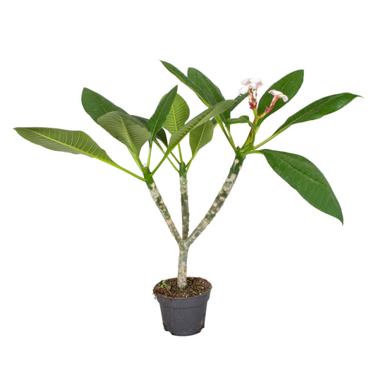 Plumeria 17cm Hawaiian - Foliage The Horti House
