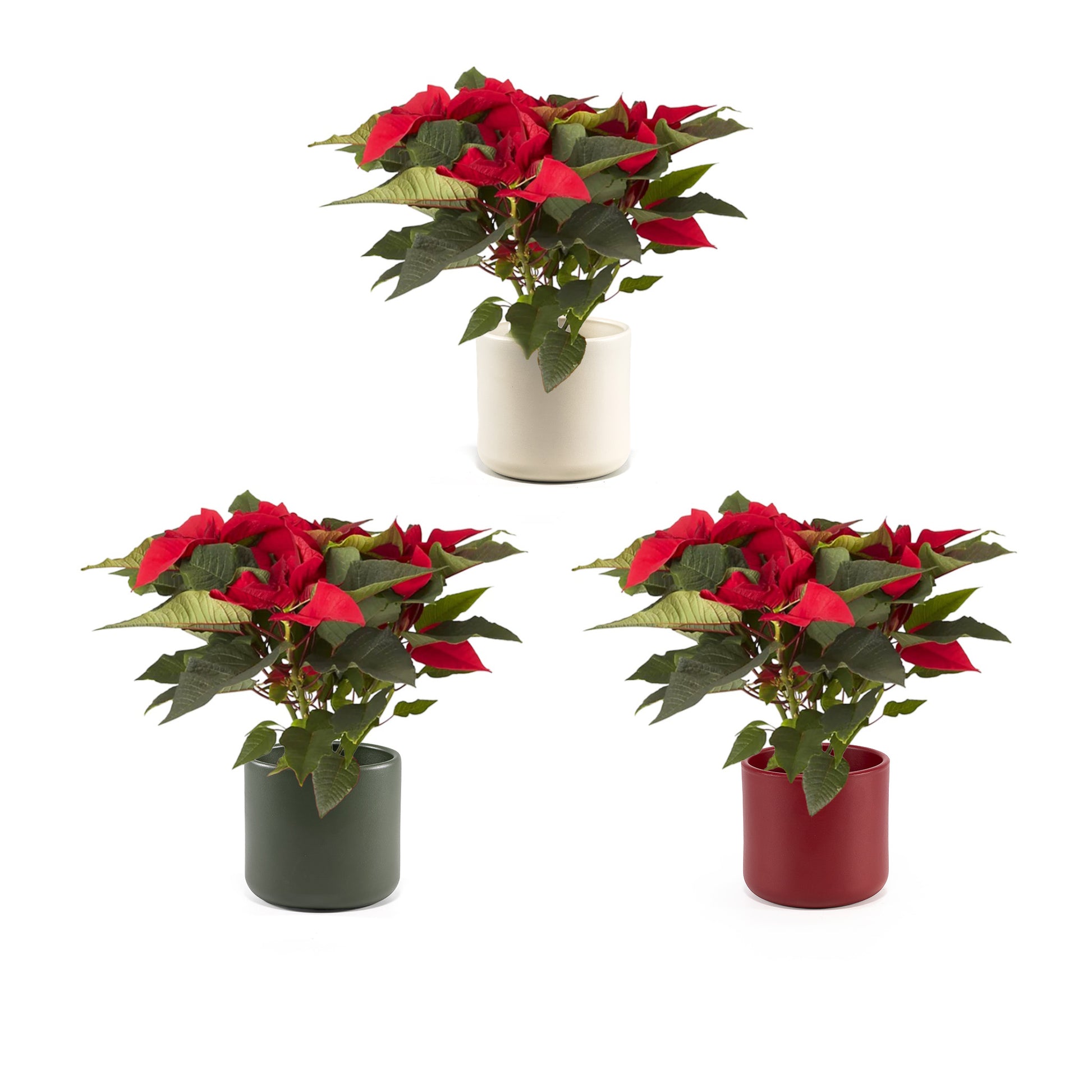 Poinsettia 10.5cm in ceramic - Poinsettia The Horti House