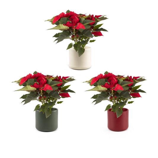 Poinsettia 10.5cm in ceramic - Poinsettia The Horti House