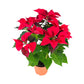 Poinsettia 13cm Sleeved