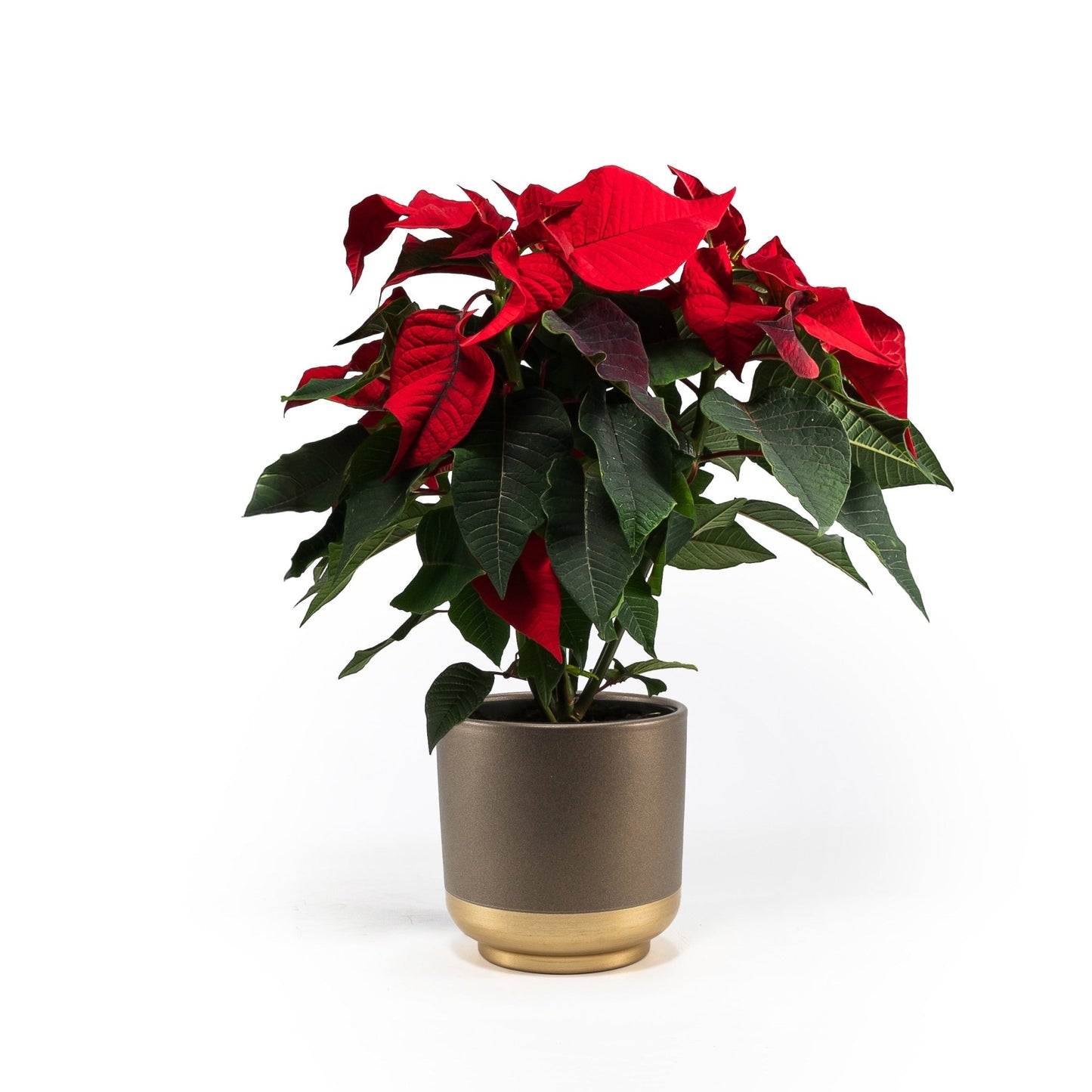 Poinsettia 13cm in Festive Ceramic - Poinsettia The Horti House