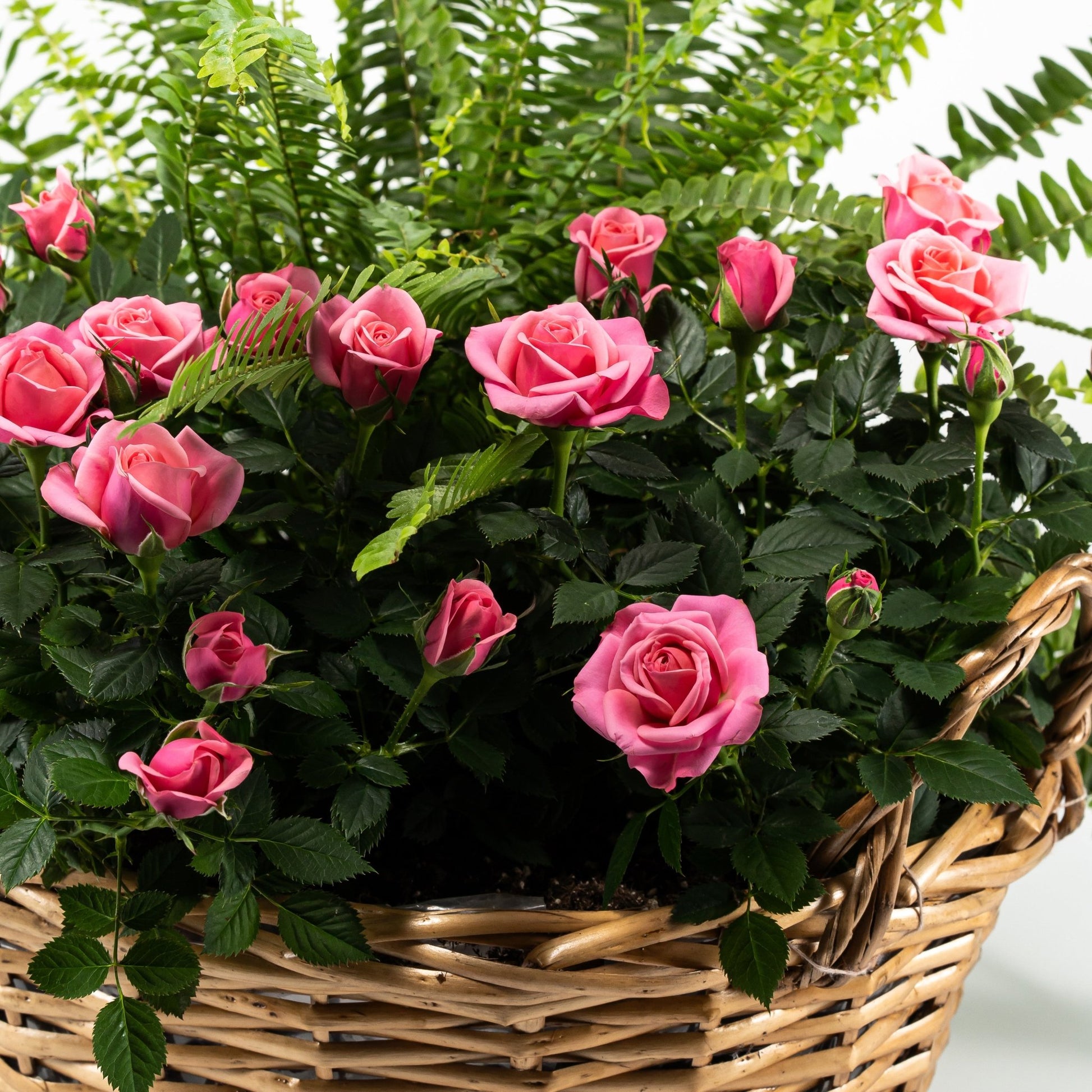 Rose and Fern Gift Basket 39cm - Flowering The Horti House