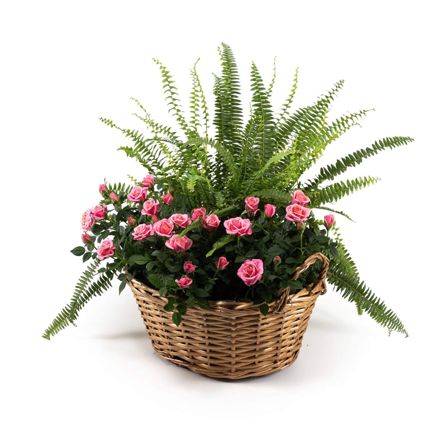Rose and Fern Gift Basket 39cm - Flowering The Horti House