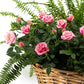 Rose and Fern Gift Basket 39cm - Flowering The Horti House