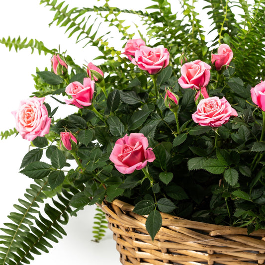 Rose and Fern Gift Basket 39cm - Flowering The Horti House
