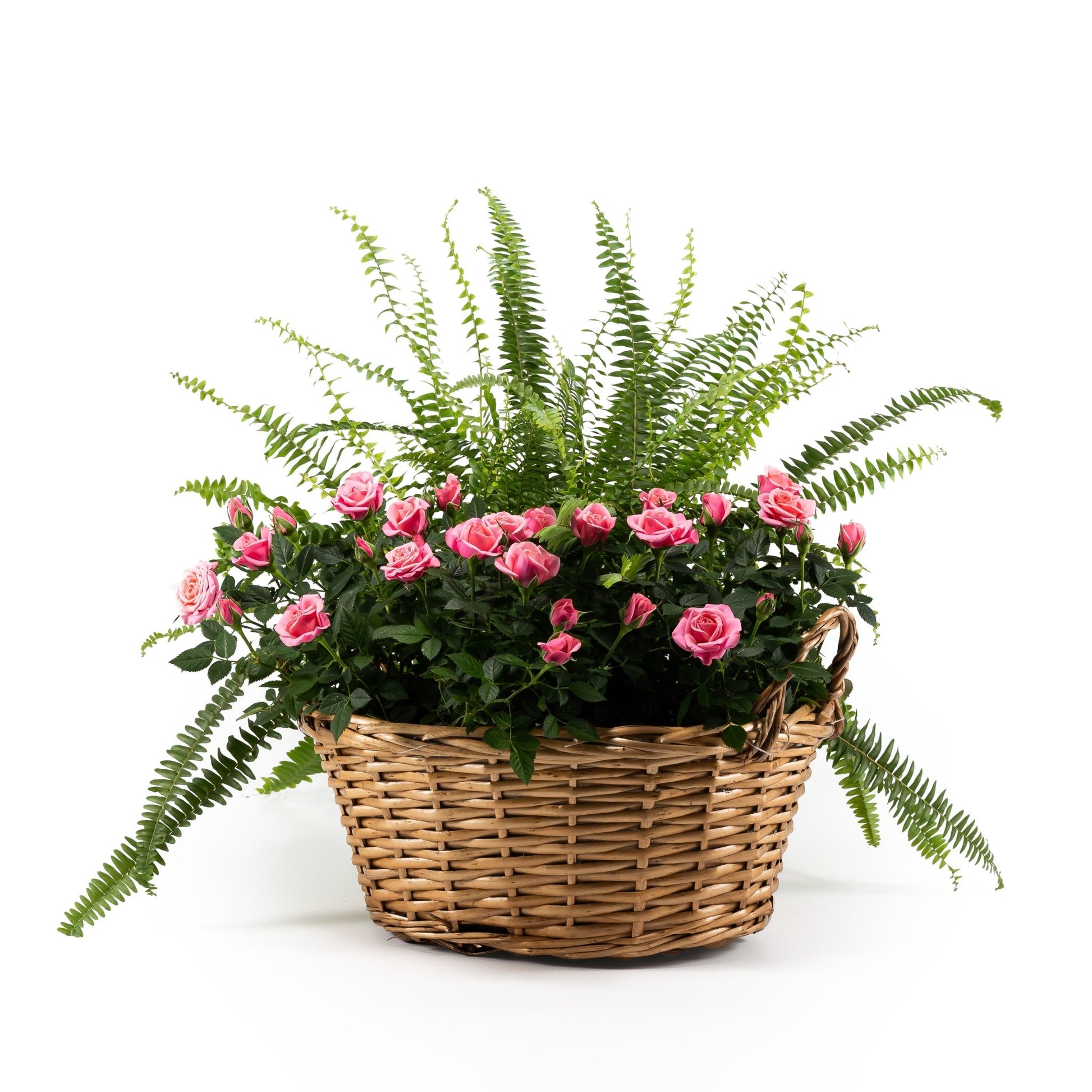 Rose and Fern Gift Basket 39cm - Flowering The Horti House