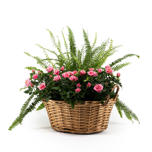 Rose and Fern Gift Basket 39cm - Flowering The Horti House