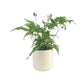Fern 12cm Mix in Cambridge Ceramic