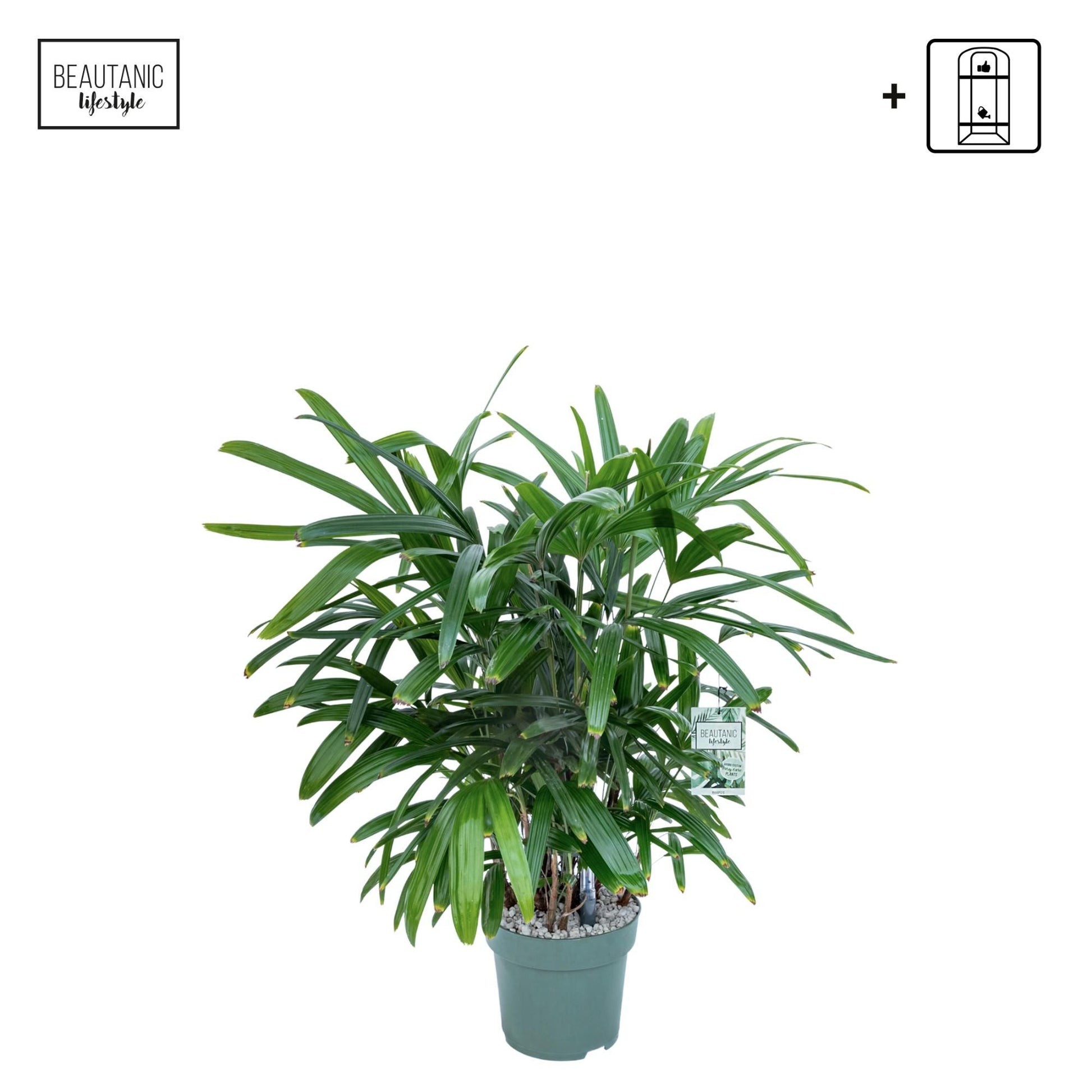 Rhapis 24cm Excelsa Hydro - Green Plant The Horti House
