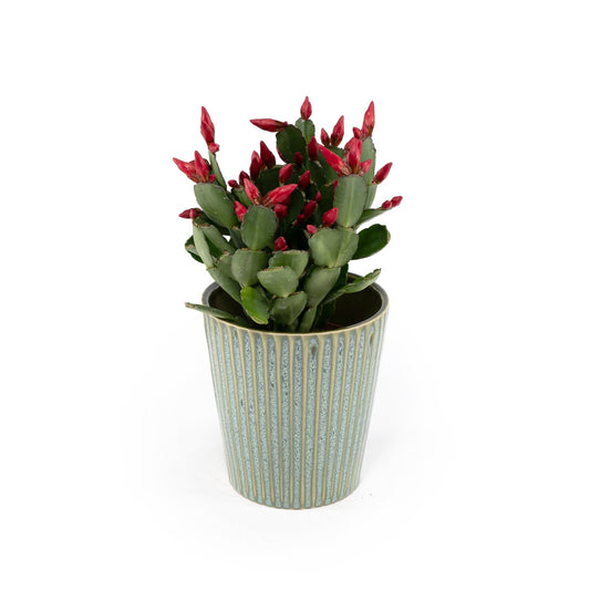 Rhipsalidopsis 9cm in Hampshire - Flowering The Horti House