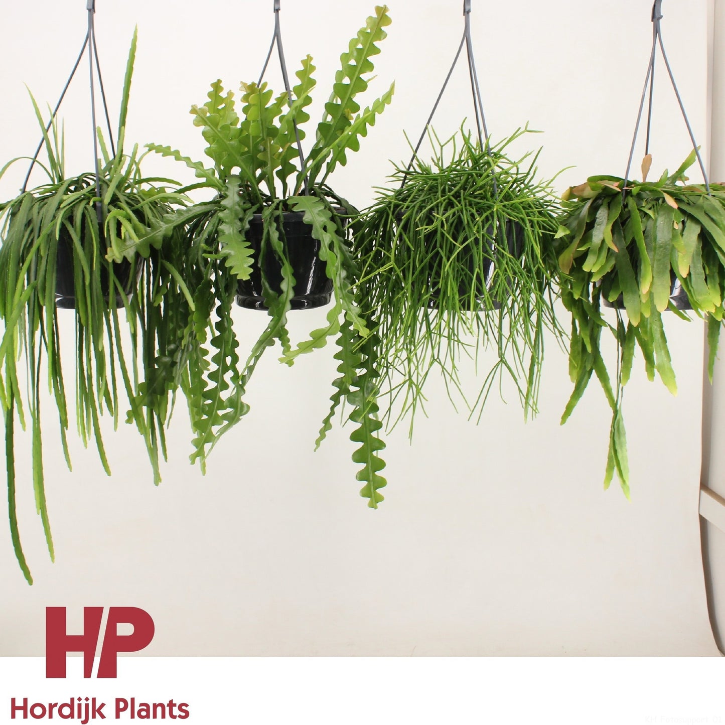 Rhipsalis 21cm Mix