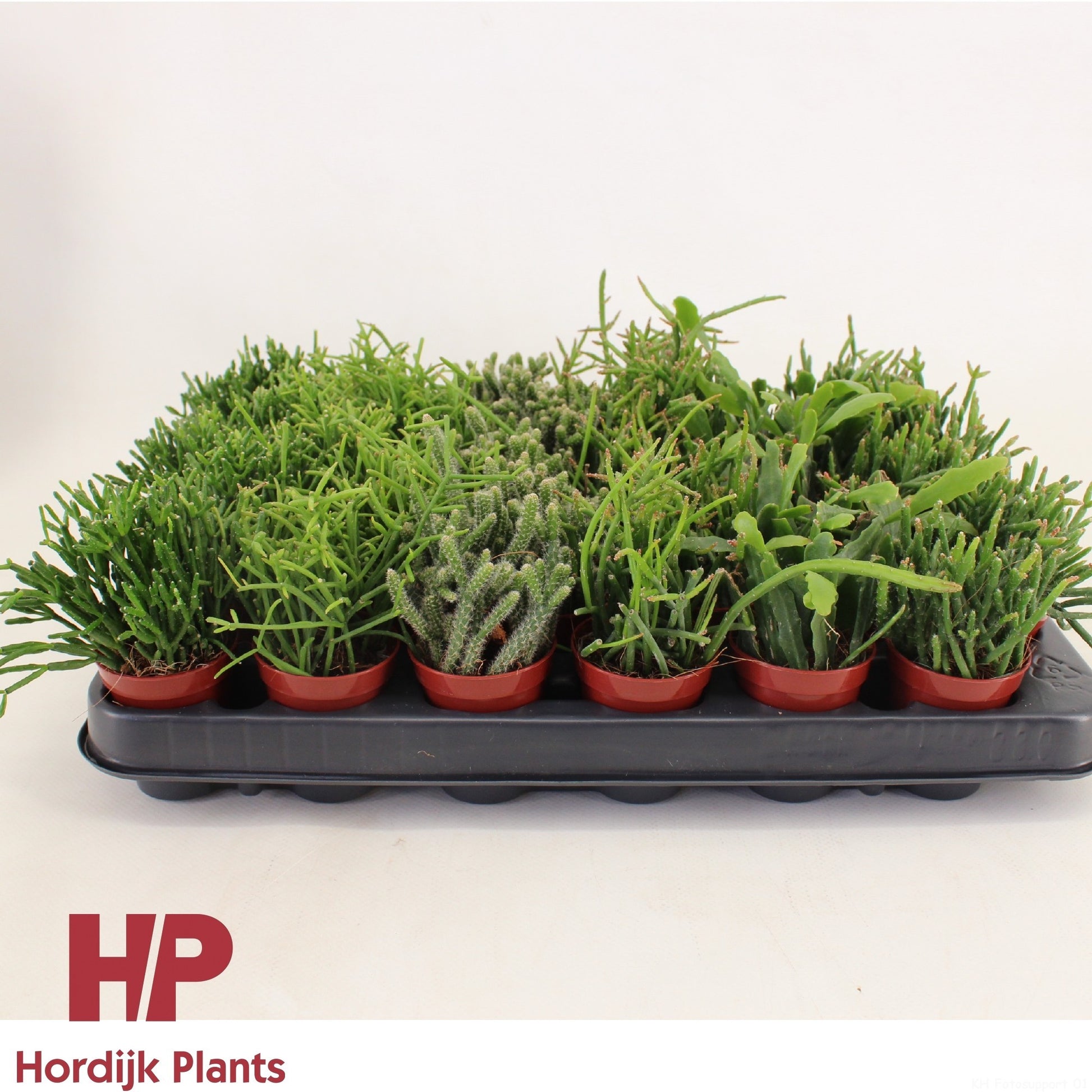 Rhipsalis 5.5cm Mix - Succulent The Horti House