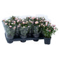 Rose 10.5cm Piia