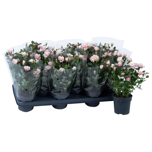 Rose 10.5cm Piia - Flowering The Horti House