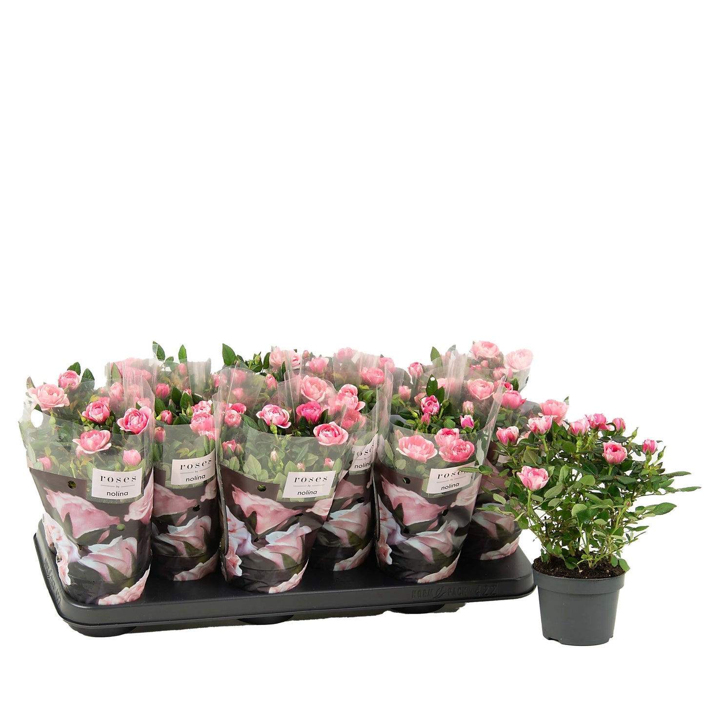 Rose 10.5cm Vieve