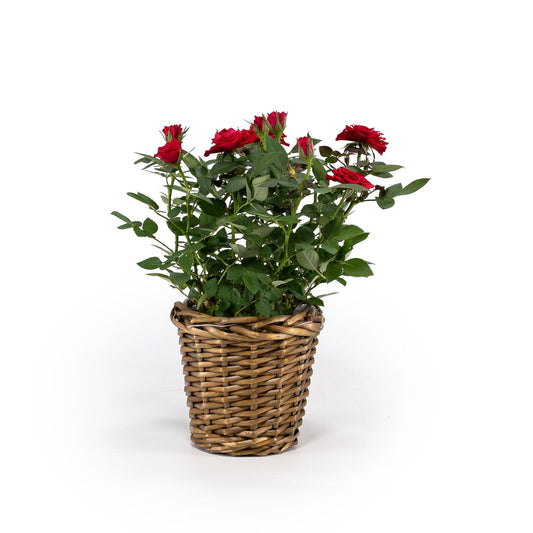 Rose10.5cm Basket - Flowering The Horti House