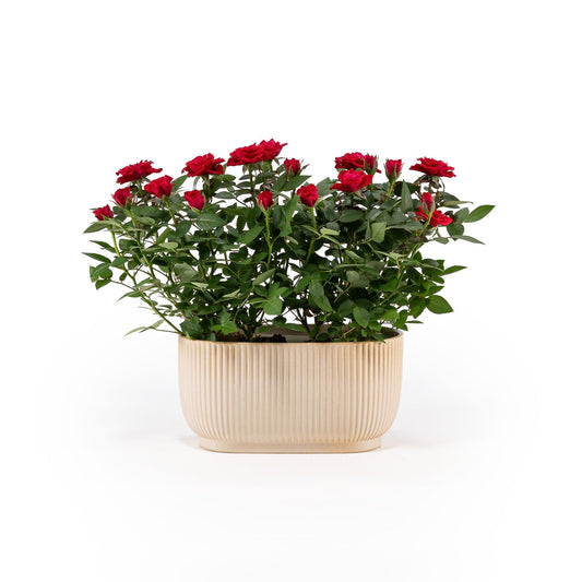 Rose 10.5cm in Duo Ceramic - Flowering The Horti House