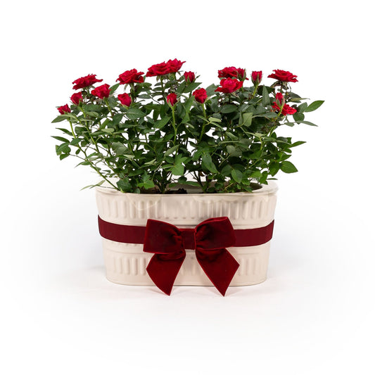 Rose 10.5cm in Duo Zinc - Flowering The Horti House