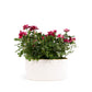 Rose 10.5cm Gigi in Duo Ceramic - Flowering The Horti House