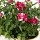 Rose 10.5cm Gigi in Duo Ceramic - Flowering The Horti House