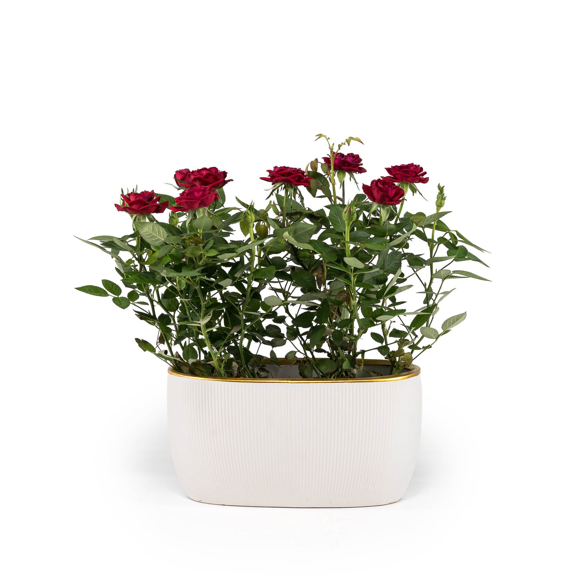 Rose 10.5cm in Duo Ceramic - Flowering The Horti House