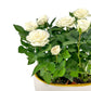 Rose 10.5cm in Duo Ceramic - Flowering The Horti House