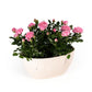 Rose Duo in Artisan No.4 Planter - Flowering The Horti House