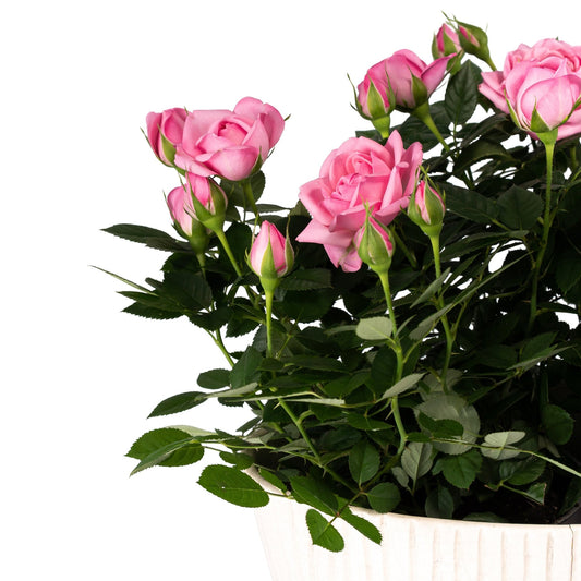 Rose Duo in Artisan No.4 Planter - Flowering The Horti House