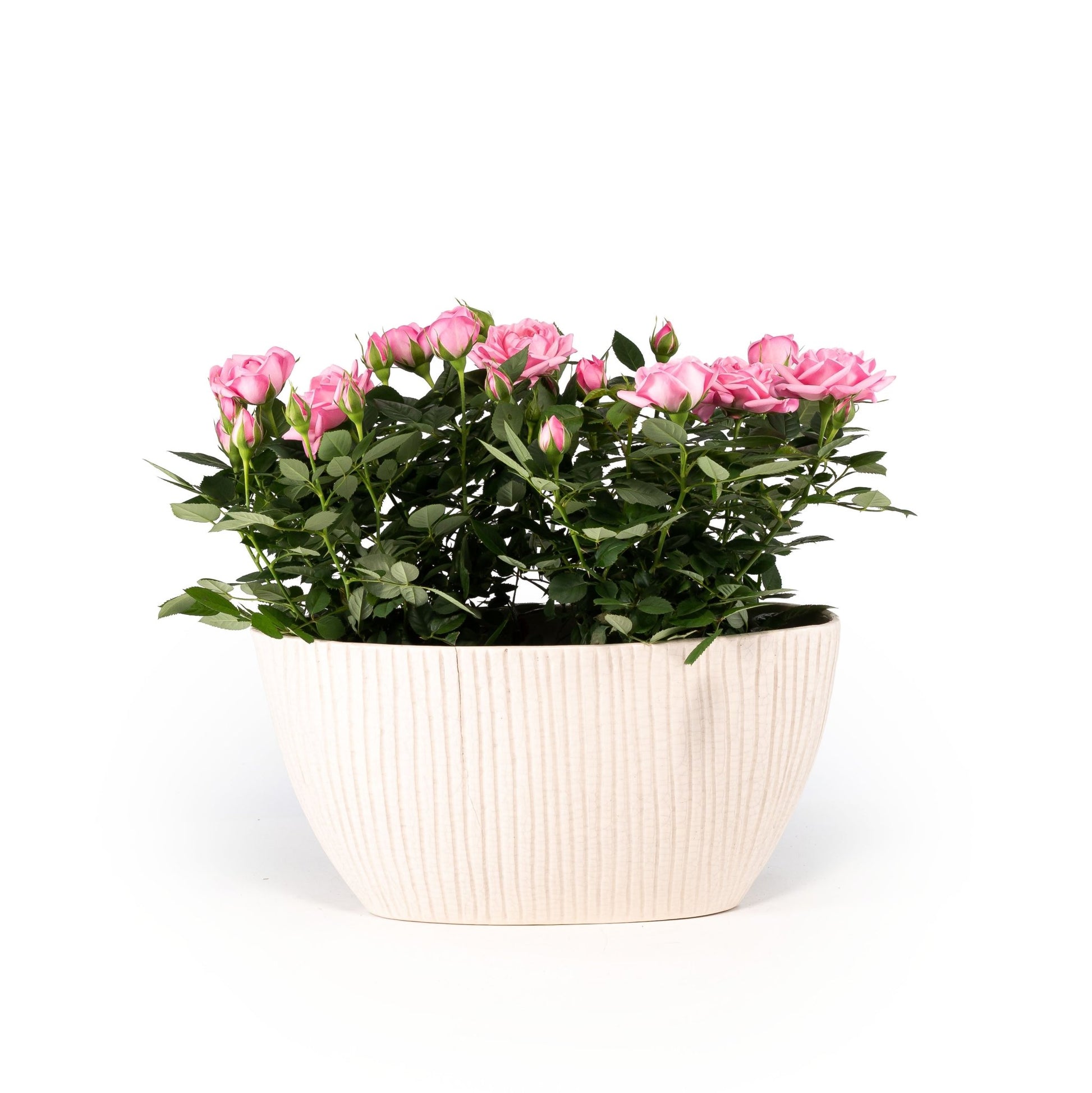 Rose Duo in Artisan No.4 Planter - Flowering The Horti House