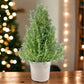 Rosemary Christmas Tree 17cm - Orchid The Horti House