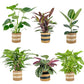 Green Plants 17cm Mix in Basket - Green Plant The Horti House