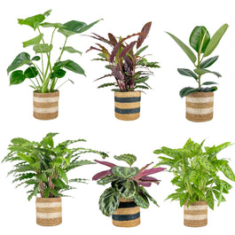 Green Plants 17cm Mix in Basket - Green Plant The Horti House