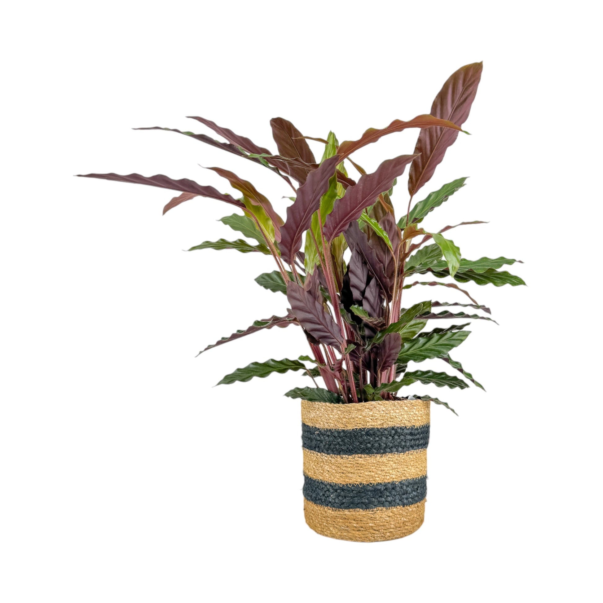 Calathea 17cm Mix in Basket - Green Plant The Horti House