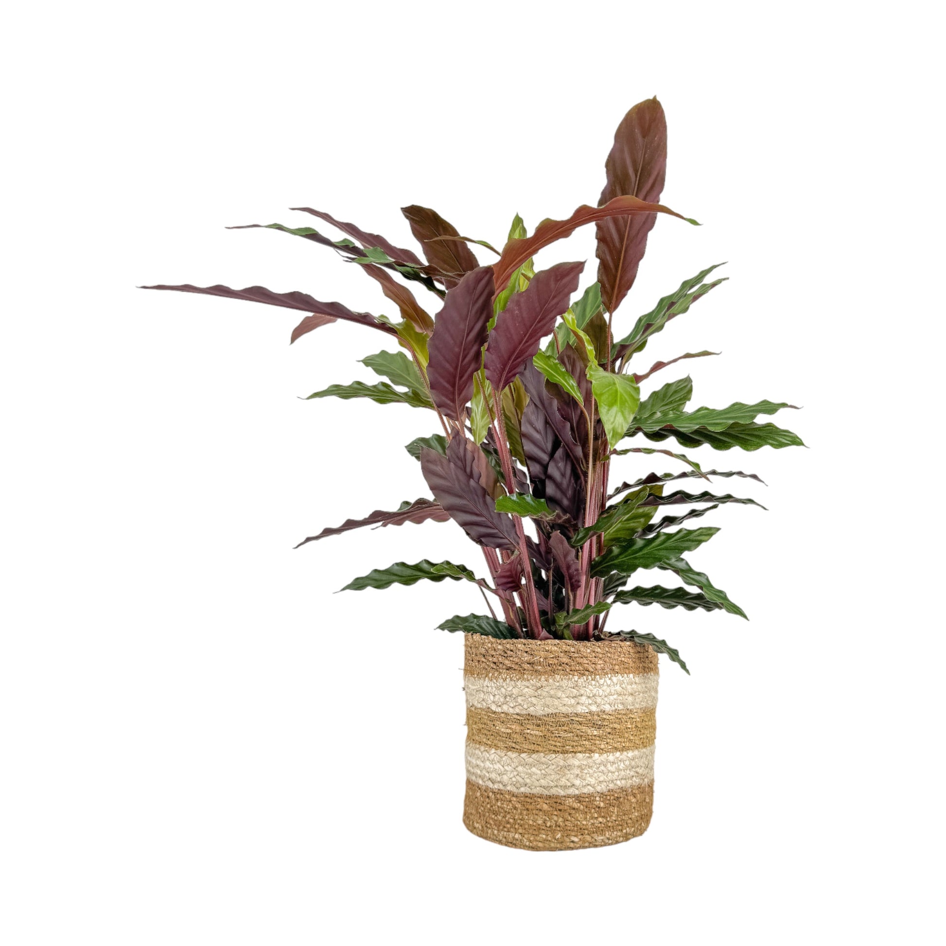 Green Plants 17cm Mix in Basket - Green Plant The Horti House