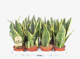 Sansevieria 9cm Superba - Green Plant The Horti House