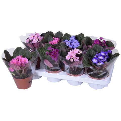Saintpaulia 12cm Mix - Green Plant The Horti House