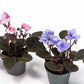 Saintpaulia 6cm Mix - Green Plant The Horti House
