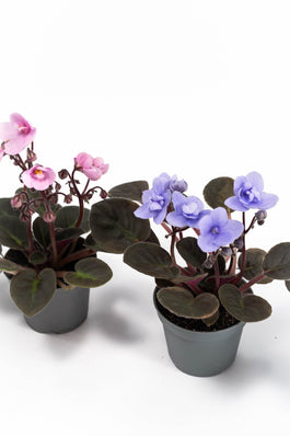 Saintpaulia 6cm Mix - Green Plant The Horti House