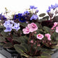 Saintpaulia 6cm Mix - Green Plant The Horti House
